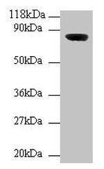 WDPCP Polyclonal Antibody