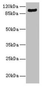 TMTC1 Antibody in Western Blot (WB)