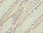 C11orf53 Antibody in Immunohistochemistry (Paraffin) (IHC (P))