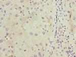 C11orf53 Polyclonal Antibody