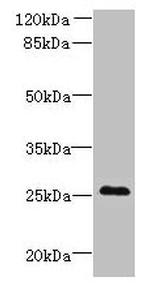 C11orf53 Antibody in Western Blot (WB)