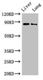 DENND1C Antibody in Western Blot (WB)