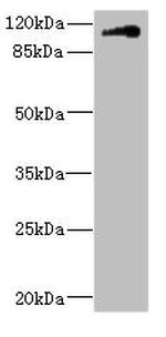 Contactin 4 Antibody in Western Blot (WB)