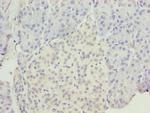 EGFL6 Polyclonal Antibody