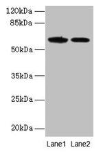 EGFL6 Antibody in Western Blot (WB)