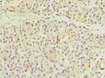 CCDC116 Antibody in Immunohistochemistry (Paraffin) (IHC (P))