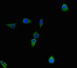 CBWD2 Polyclonal Antibody