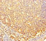CBWD2 Antibody in Immunohistochemistry (Paraffin) (IHC (P))