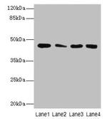 CBWD2 Antibody in Western Blot (WB)