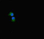 SULF1 Polyclonal Antibody