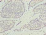 ODF3L1 Polyclonal Antibody