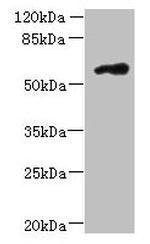 FAM126B Antibody in Western Blot (WB)