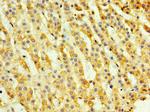 TH1L Polyclonal Antibody