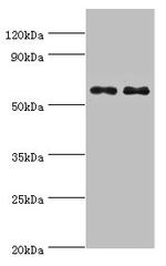 TH1L Antibody in Western Blot (WB)