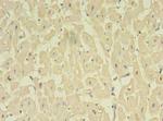 NOSTRIN Antibody in Immunohistochemistry (Paraffin) (IHC (P))