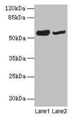 NOSTRIN Antibody in Western Blot (WB)