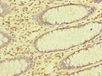 ZDHHC23 Antibody in Immunohistochemistry (Paraffin) (IHC (P))