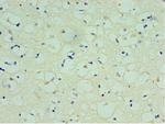 SPAG16 Antibody in Immunohistochemistry (Paraffin) (IHC (P))