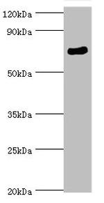 SPAG16 Antibody in Western Blot (WB)