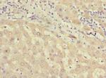 MIER2 Antibody in Immunohistochemistry (Paraffin) (IHC (P))