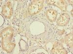 MIER2 Antibody in Immunohistochemistry (Paraffin) (IHC (P))