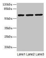 MIER2 Antibody in Western Blot (WB)