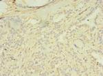 SPIC Antibody in Immunohistochemistry (Paraffin) (IHC (P))