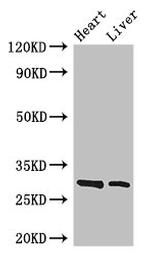 SPIC Antibody in Western Blot (WB)