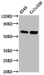 PDILT Polyclonal Antibody