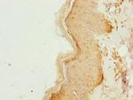CCDC89 Antibody in Immunohistochemistry (Paraffin) (IHC (P))