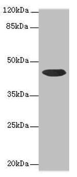 CCDC89 Antibody in Western Blot (WB)