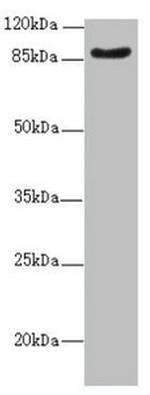 FAM48A Antibody in Western Blot (WB)