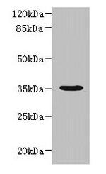 NUBPL Antibody in Western Blot (WB)