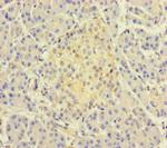 TSNARE1 Antibody in Immunohistochemistry (Paraffin) (IHC (P))