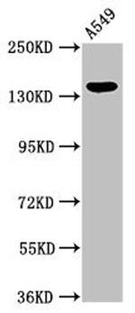 PLIN4 Antibody in Western Blot (WB)