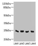 C4orf33 Polyclonal Antibody