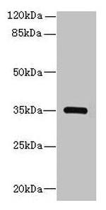 STX19 Polyclonal Antibody