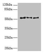 TRIML1 Polyclonal Antibody