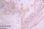UXS1 Polyclonal Antibody