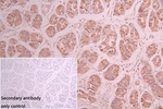 UXS1 Antibody in Immunohistochemistry (Paraffin) (IHC (P))