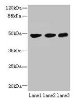 UXS1 Polyclonal Antibody
