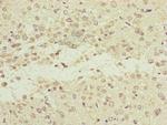 NEDD1 Polyclonal Antibody