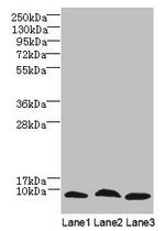 C4orf3 Antibody in Western Blot (WB)