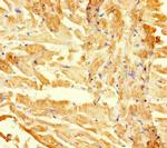 RGMA Polyclonal Antibody