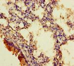 RGMA Antibody in Immunohistochemistry (Paraffin) (IHC (P))