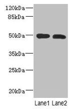 RGMA Antibody in Western Blot (WB)
