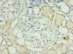 RPUSD4 Polyclonal Antibody