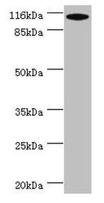 MYO19 Polyclonal Antibody