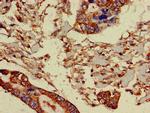 PRR11 Antibody in Immunohistochemistry (Paraffin) (IHC (P))