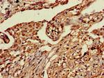 PRR11 Antibody in Immunohistochemistry (Paraffin) (IHC (P))